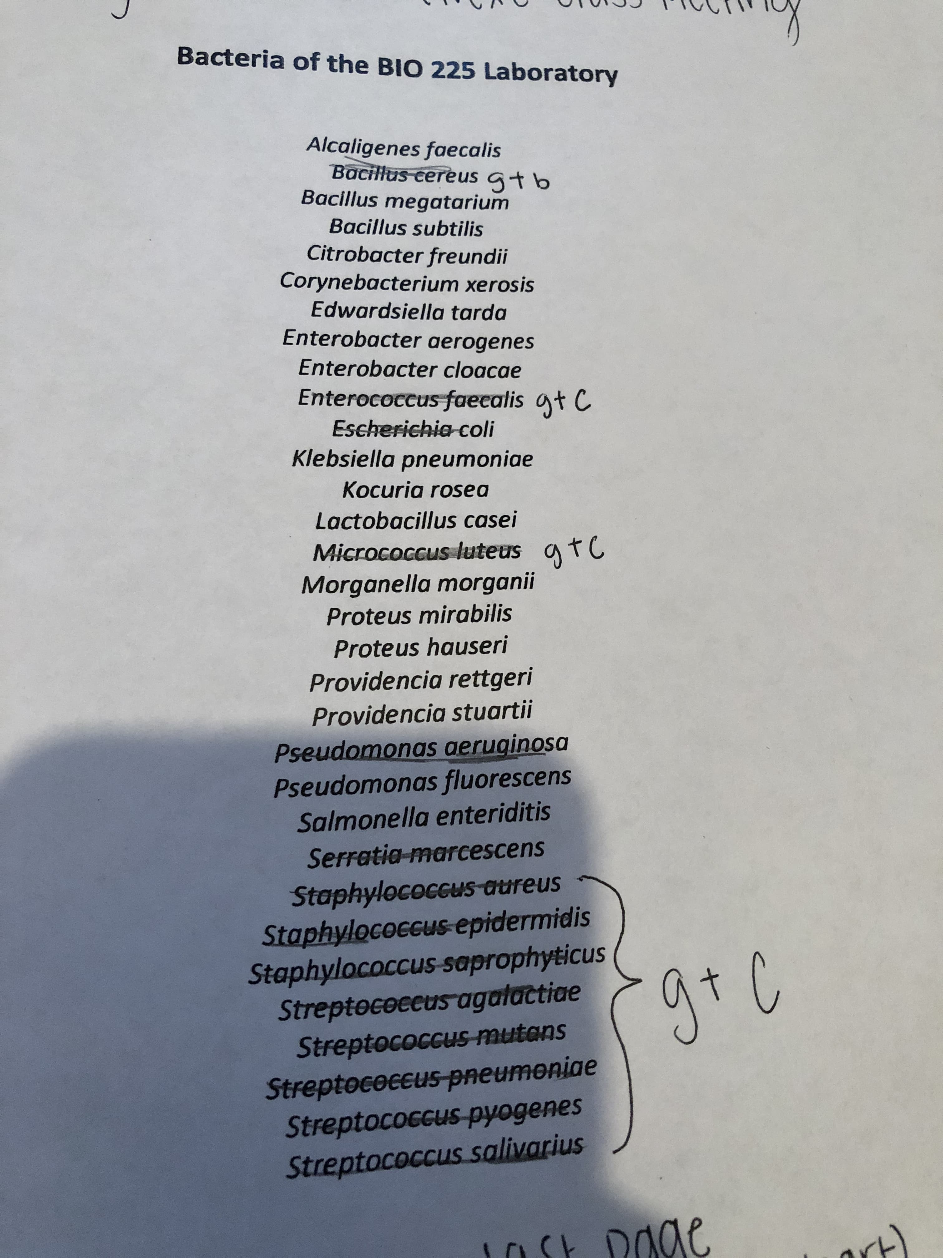 Bacteria of the BIO 225 Laboratory
Alcaligenes faecalis
Bacillus cereus Gt b
Bacillus megatarium
Bacillus subtilis
Citrobacter freundii
Corynebacterium xerosis
Edwardsiella tarda
Enterobacter aerogenes
Enterobacter cloacae
Enterococcus faecalis t C
Escherichia-coli
Klebsiella pneumoniae
Kocuria rosea
Lactobacillus casei
Micrococcus luteus fC
Morganella morganii
Proteus mirabilis
Proteus hauseri
Providencia rettgeri
Providencia stuartii
Pseudomonas aeruginosa
Pseudomonas fluorescens
Salmonella enteriditis
Serratia-marcescens
Staphylococcus aureus
Staphylococcus epidermidis
Staphylococcus-saprophyticus
Streptocoeeus agalactiae
Streptococcus-mutans
Streptococcus-pmeumoniae
Streptococcus-pyogenes
Streptococcus salivarius
