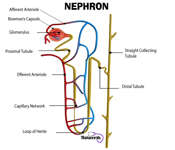 Afferent Arteriole
Bowman's Capsule
Glomerulus
Proximal Tubule
Efferent Arteriole
Capillary Network
Loop of Henle
NEPHRON
nursecents
Straight Collecting
Tubule
Distal Tubule