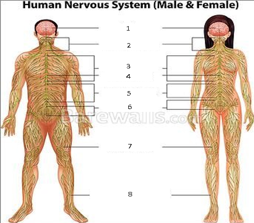 Human Nervous System (Male & Female)
1
2
3
4
5
6
Hewalls.com
7
00
8