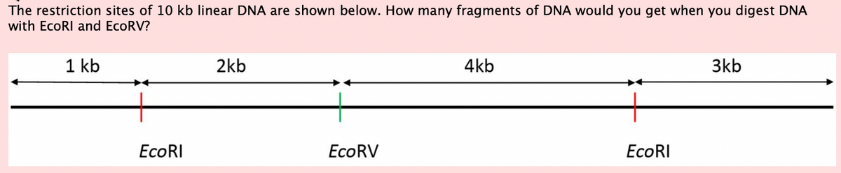 The restriction sites of 10 kb linear DNA are shown below. How many fragments of DNA would you get when you digest DNA
with EcoRI and EcoRV?
1 kb
EcoRI
2kb
EcoRV
4kb
EcoRI
3kb