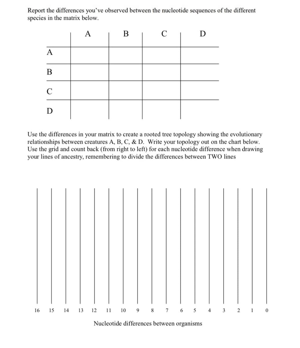 Report the differences you've observed between the nucleotide sequences of the different
species in the matrix below.
A
A
B
C
D
B
C
D
Use the differences your matrix to create a rooted tree topology showing the evolutionary
relationships between creatures A, B, C, & D. Write your topology out on the chart below.
Use the grid and count back (from right to left) for each nucleotide difference when drawing
your lines of ancestry, remembering to divide the differences between TWO lines
16 15 14 13 12 11 10 9 8 7 6 5 4 3 2 1 0
Nucleotide differences between organisms