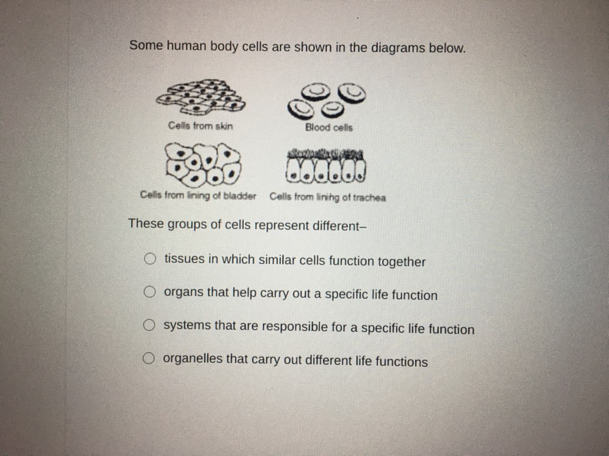 Some human body cells are shown in the diagrams below.
Cells from skin
Blood cells
Cells from lining of bladder Cells from lining of trachea
These groups of cells represent different-
tissues in which similar cells function together
organs that help carry out a specific life function
systems that are responsible for a specific life function
O organelles that carry out different life functions
