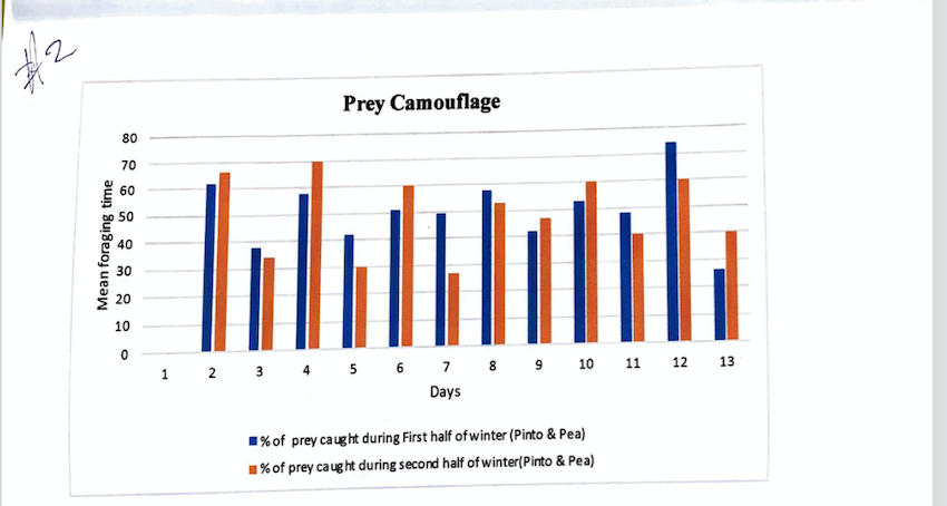 Prey Camouflage
80
70
60
50
40
30
20
10
1 2 3 4 5 6 7 8 9 10
11
12
13
Days
1% of prey caught during First half of winter (Pinto & Pea)
1% of prey caug ht during second half of winter(Pinto & Pea)
Mean foraging time
