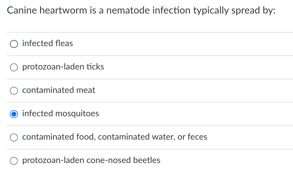 Canine heartworm is a nematode infection typically spread by:
O infected fleas
protozoan-laden ticks
contaminated meat
infected mosquitoes
contaminated food, contaminated water, or feces
O protozoan-laden cone-nosed beetles
