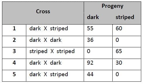 Progeny
Cross
dark
striped
1
dark X striped
55
60
2
dark X dark
36
3
striped X striped
65
4
dark X dark
92
30
5
dark X striped
44
