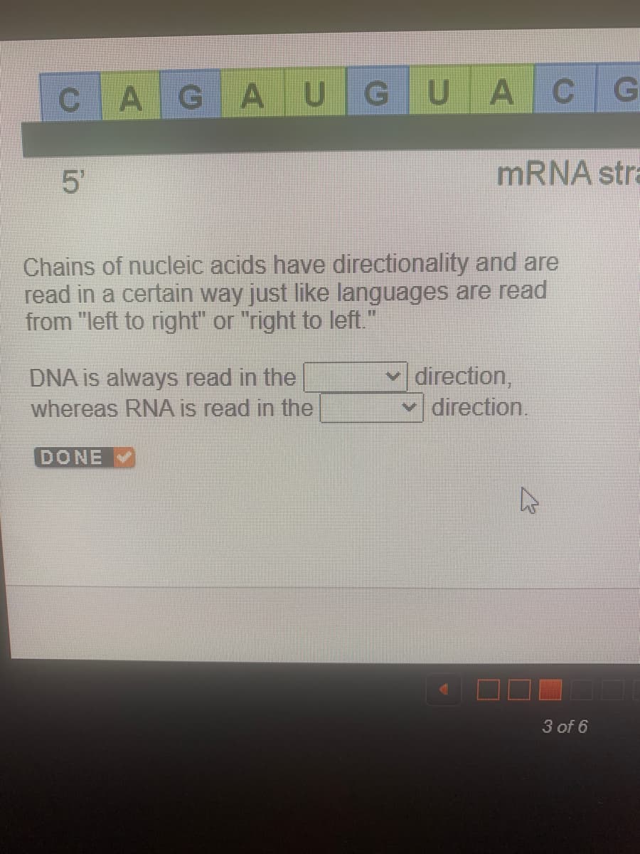 CAGAUG UA CG
5'
Chains of nucleic acids have directionality and are
read in a certain way just like languages are read
from "left to right" or "right to left."
DNA is always read in the
whereas RNA is read in the
mRNA stra
DONE
✓ direction,
✓direction.
3 of 6