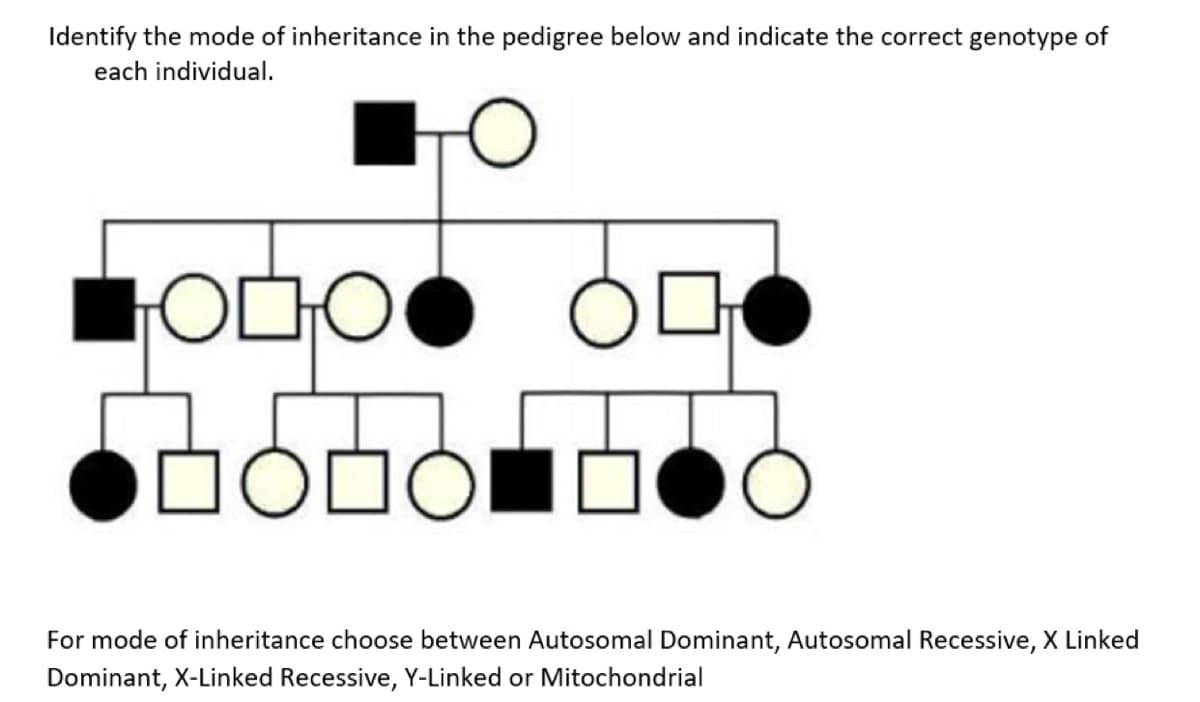 Identify the mode of inheritance in the pedigree below and indicate the correct genotype of
each individual.
For mode of inheritance choose between Autosomal Dominant, Autosomal Recessive, X Linked
Dominant, X-Linked Recessive, Y-Linked or Mitochondrial
