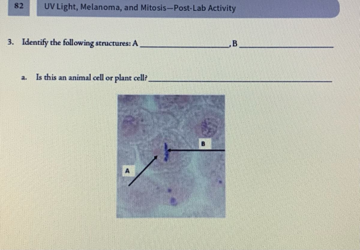 82
UV Light, Melanoma, and Mitosis-Post-Lab Activity
3. Identify the following structures: A
Is this an animal cell or plant cell?
a.
