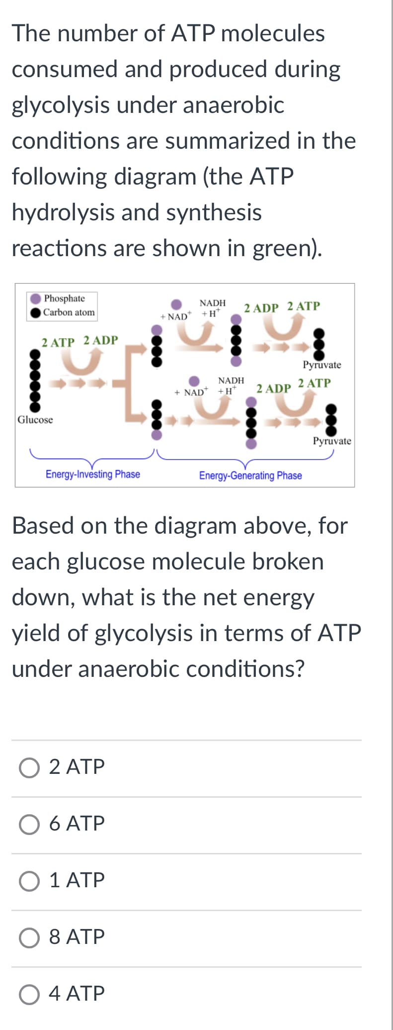 The number of ATP molecules
consumed and produced during
glycolysis under anaerobic
conditions are summarized in the
following diagram (the ATP
hydrolysis and synthesis
reactions are shown in green).
Phosphate
Carbon atom
2 ATP 2 ADP
●●●●●●
Glucose
I
Energy-Investing Phase
O 2 ATP
O 6 ATP
O 1 ATP
8 ATP
NADH
+ NAD* +H*
O 4 ATP
●●●●
2 ADP 2 ATP
NADH
+ NAD +H
Based on the diagram above, for
each glucose molecule broken
down, what is the net energy
yield of glycolysis in terms of ATP
under anaerobic conditions?
Pyruvate
2 ADP 2 ATP
●●●●●
Energy-Generating Phase
Pyruvate