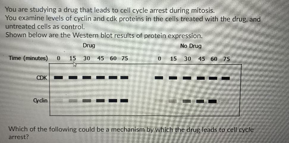 You are studying a drug that leads to cell cycle arrest during mitosis.
You examine levels of cyclin and cdk proteins in the cells treated with the drug, and
untreated cells as control.
Shown below are the Western blot results of protein expression.
Drug
No Drug
Time (minutes)
15
30
45 60 75
0.
15
30
45 60 75
CDK
Cydin
Which of the following could be a mechanism by which the drug leads to cell cycle,
arrest?
