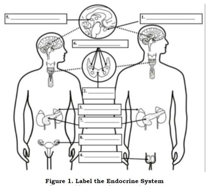 Figure 1. Label the Endocrine System