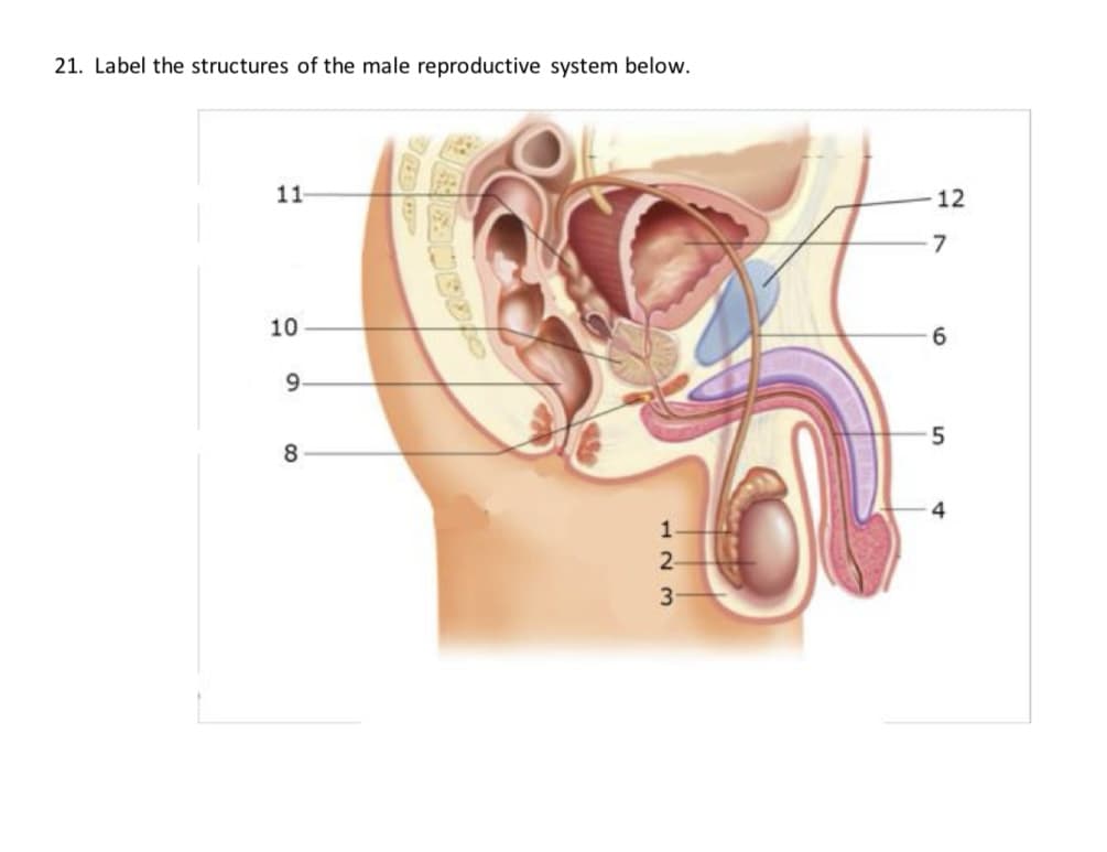 21. Label the structures of the male reproductive system below.
11-
10
9.
8
123
12
7
6
5