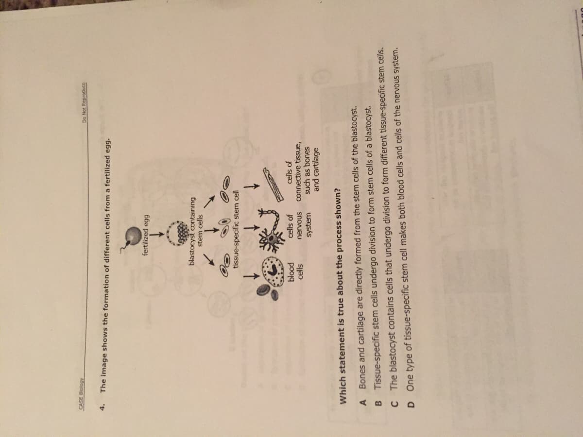 Which statement is true about the process shown?
Bones and cartilage are directly formed from the stem cells of
Tissue-specific stem cells undergo division to form stem cells
The blastocyst contains cells that undergo division to form di.
One type of tissue-specific stem cell makes both blood cells
