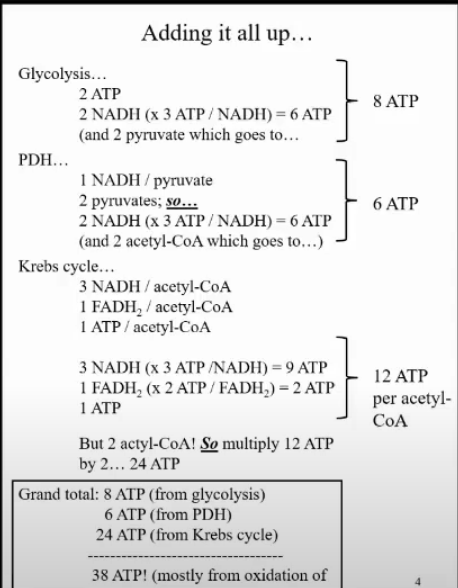 Adding it all up...
Glycolysis...
2 ATP
8 ATP
2 NADH (x 3 ATP/ NADH) = 6 ATP
(and 2 pyruvate which goes to...
PDH...
1 NADH / pyruvate
2 pyruvates; so...
2 NADH (x 3 ATP/ NADH) = 6 ATP
(and 2 acetyl-CoA which goes to...)
6 ATP
Krebs cycle...
3 NADH / acetyl-CoA
1 FADH, / acetyl-CoA
1 ATP/ acetyl-CoA
3 NADH (x 3 ATP /NADH) = 9 ATP
1 FADH, (x 2 ATP / FADH,) = 2 ATP
1 ATP
12 ΑTΡ
per acetyl-
CoA
But 2 actyl-CoA! So multiply 12 ATP
by 2... 24 ATP
Grand total: 8 ATP (from glycolysis)
6 ATP (from PDH)
24 ATP (from Krebs cycle)
38 ATP! (mostly from oxidation of
