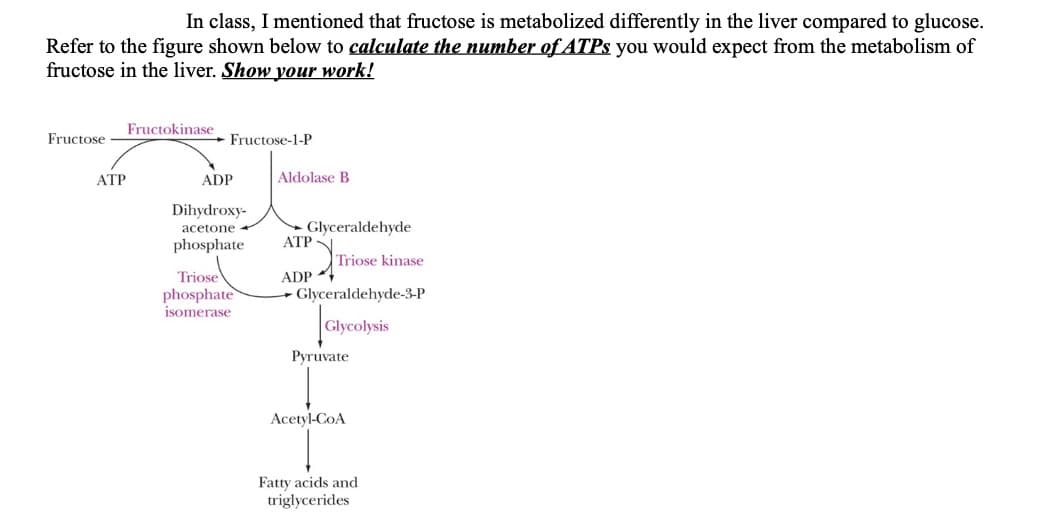 In class, I mentioned that fructose is metabolized differently in the liver compared to glucose.
Refer to the figure shown below to calculate the number ofATPs you would expect from the metabolism of
fructose in the liver. Show your work!
Fructokinase
Fructose
Fructose-1-P
АТР
ADP
Aldolase B
Dihydroxy-
acetone
phosphate
Glyceraldehyde
АТР
Triose kinase
Triose
phosphate
isomerase
ADP 4
- Glyceraldehyde-3-P
Glycolysis
Руruvate
Acetyl-CoA
Fatty acids and
triglycerides
