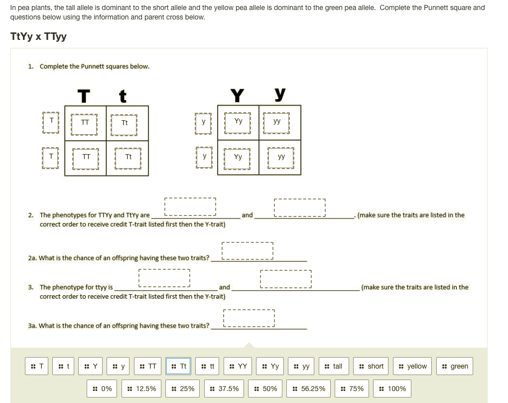 In pea plants, the tall allele is dominant to the short allele and the yellow pea allele is dominant to the green pea allele. Complete the Punnett square and
questions below using the information and parent cross below.
TtYy x TTyy
1. Complete the Punnett squares below.
T
Y
y
TT
Tt
yy
TT
Tt
Yy
yy
2. The phenotypes for TTYY and TtYy are
correct order to receive credit T-trait listed first then the Y-trait)
and
(make sure the traits are listed in the
2a. What is the chance of an offspring having these two traits?
3. The phenotype for ttyy is
and
(make sure the traits are listed in the
correct order to receive credit T-trait listed first then the Y-trait)
3a. What is the chance of an offspring having these two traits?
:: T
:: Y
:: y
:: TT
:: Tt
:: tt
:: YY
:: Yy
: yy
:: tall
:: short
: yellow
:: green
: 0%
: 12.5%
:: 25%
: 37.5%
:: 50%
:: 56.25%
:: 75%
:: 100%
