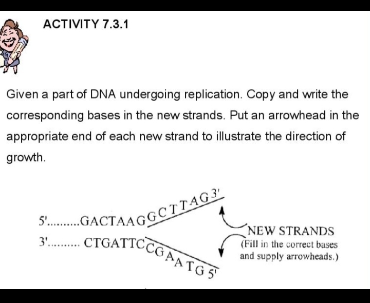 - CTGATICCG AA TG §
ACTIVITY 7.3.1
Given a part of DNA undergoing replication. Copy and write the
corresponding bases in the new strands. Put an arrowhead in the
appropriate end of each new strand to illustrate the direction of
growth.
P..GACTAAGGCTTAG
NEW STRANDS
CTGATICCGAATGS
3'... .
(Fill in the correct bases
and supply arrowheads.)
