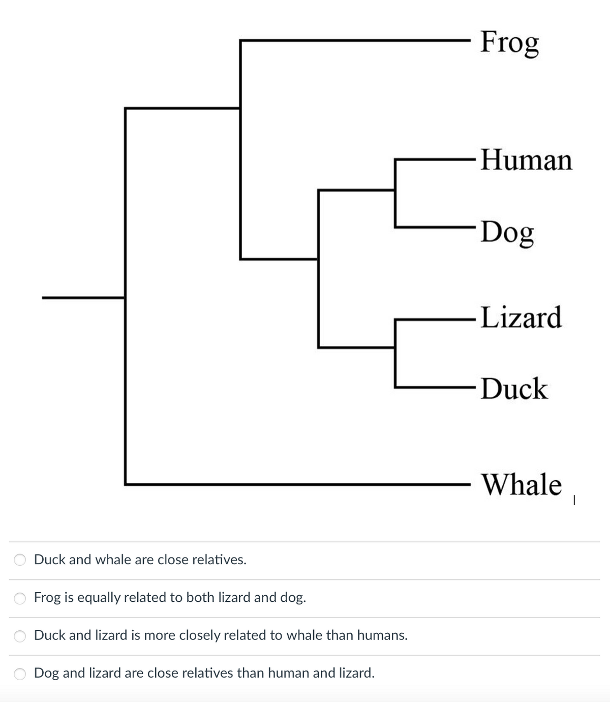 Frog
Human
Dog
Lizard
Duck
Whale
Duck and whale are close relatives.
Frog is equally related to both lizard and dog.
Duck and lizard is more closely related to whale than humans.
Dog and lizard are close relatives than human and lizard.

