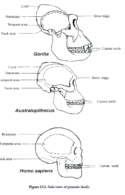 Braincase
Temporal area
Neck area
Crest
Gorilla
Australopithecus
Homo sapiens
Crest
Braincase
emporal area
Neck area
Braincase
Temporal area
eck area -
Figure 12.1. Side view of primate skulls.
Brow ridge
Canine teeth
Brow ridge
Canine teeth
Canine teeth
