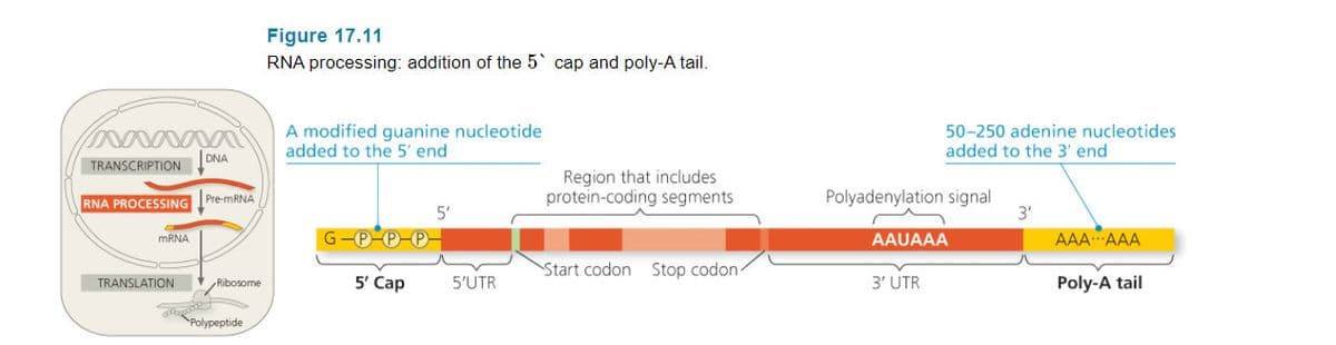 Figure 17.11
RNA processing: addition of the 5 cap and poly-A tail.
A modified guanine nucleotide
added to the 5' end
50-250 adenine nucleotides
added to the 3' end
DNA
TRANSCRIPTION
Region that includes
protein-coding segments
Polyadenylation signal
3'
RNA PROCESSING Pre-MRNA
5'
G-P-P-P-
AAAAAA
MRNA
AAUAAA
Start codon Stop codon-
TRANSLATION
Ribosome
5 Сap
5'UTR
3' UTR
Poly-A tail
PPolypeptide
