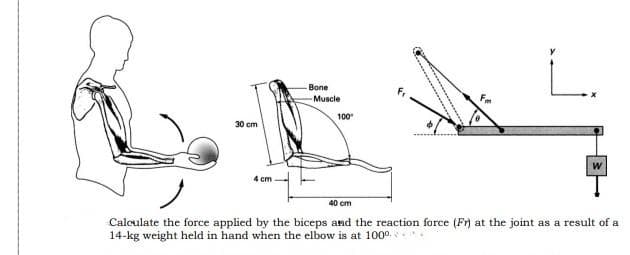 Bone
-Muscie
100
30 cm
4 cm
40 cm
Calculate the force applied by the biceps and the reaction force (Fr) at the joint as a result of a
14-kg weight held in hand when the elbow is at 1000.
