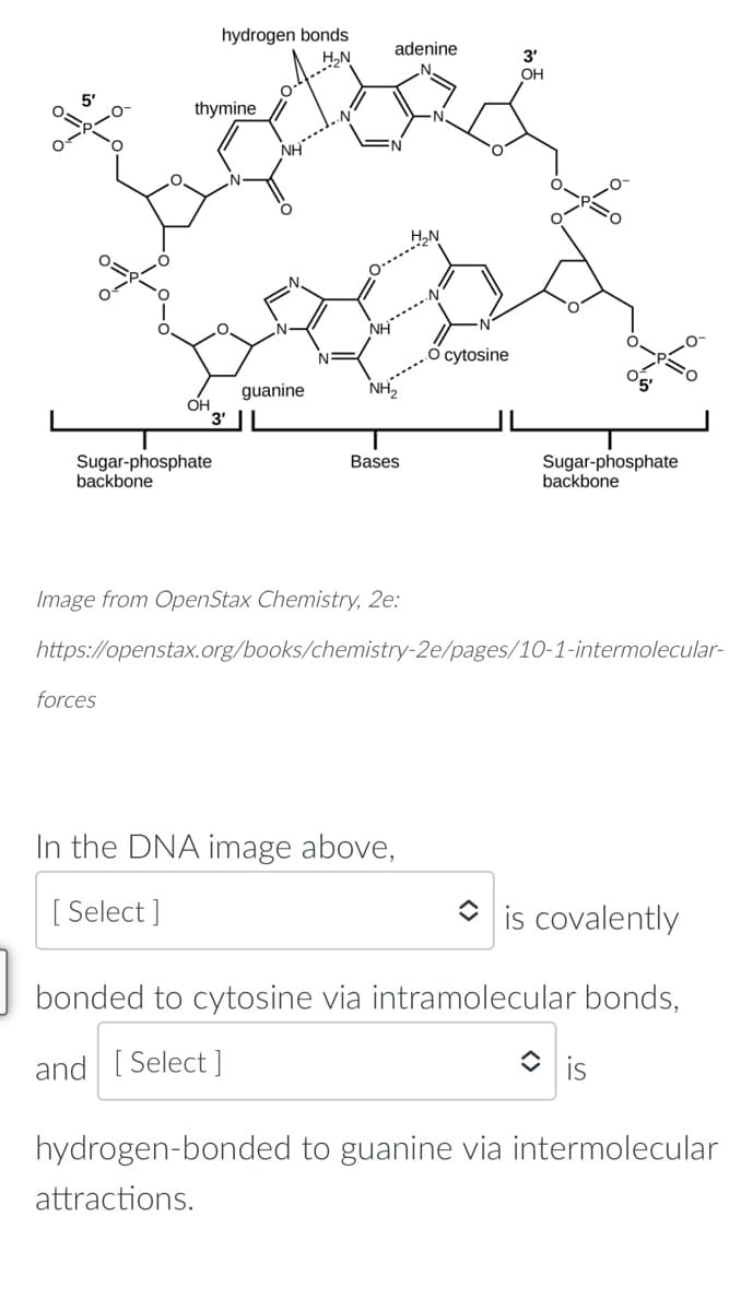 hydrogen bonds
H,N
adenine
3'
OH
thymine
H.N
cytosine
NH,
guanine
OH
3'
Sugar-phosphate
backbone
Bases
Sugar-phosphate
backbone
Image from OpenStax Chemistry, 2e:
https://openstax.org/books/chemistry-2e/pages/10-1-intermolecular-
forces
In the DNA image above,
[ Select ]
is covalently
bonded to cytosine via intramolecular bonds,
and [ Select ]
is
hydrogen-bonded to guanine via intermolecular
attractions.
