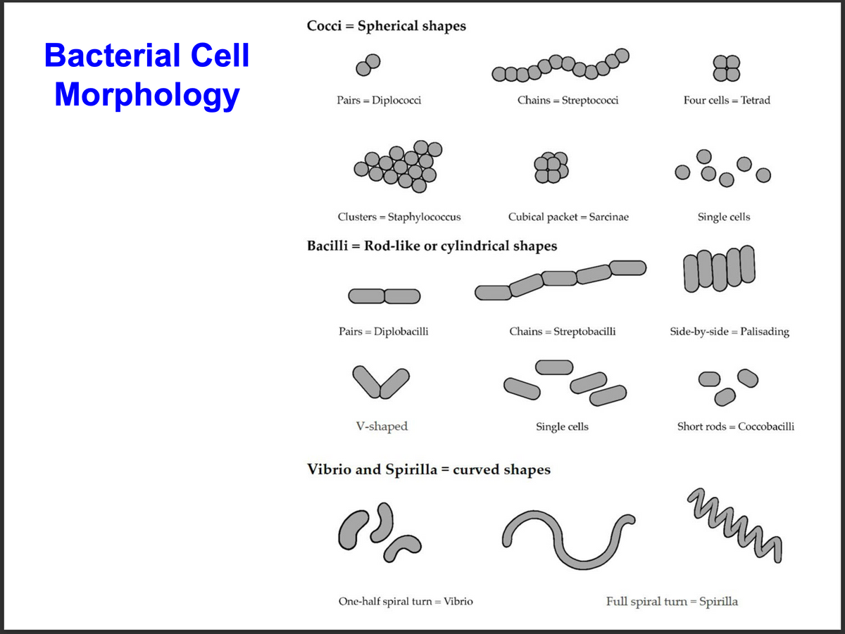 Cocci = Spherical shapes
Bacterial Cell
Morphology
Pairs = Diplococci
Chains = Streptococci
Four cells = Tetrad
Clusters = Staphylococcus
Cubical packet = Sarcinae
Single cells
Bacilli = Rod-like or cylindrical shapes
Pairs = Diplobacilli
Chains = Streptobacilli
Side-by-side = Palisading
%3D
%3D
V-shaped
Single cells
Short rods = Coccobacilli
Vibrio and Spirilla = curved shapes
One-half spiral turn = Vibrio
Full spiral turn = Spirilla
%3D
%3D
