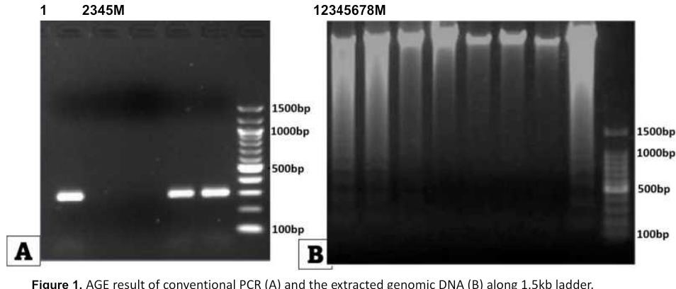 1
2345M
12345678M
1500bp
1000bp
1500bp
1000bp
500bp
500bp
100bp
100bp
A
B
Figure 1. AGE result of conventional PCR (A) and the extracted genomic DNA (B) along 1.5kb ladder.
