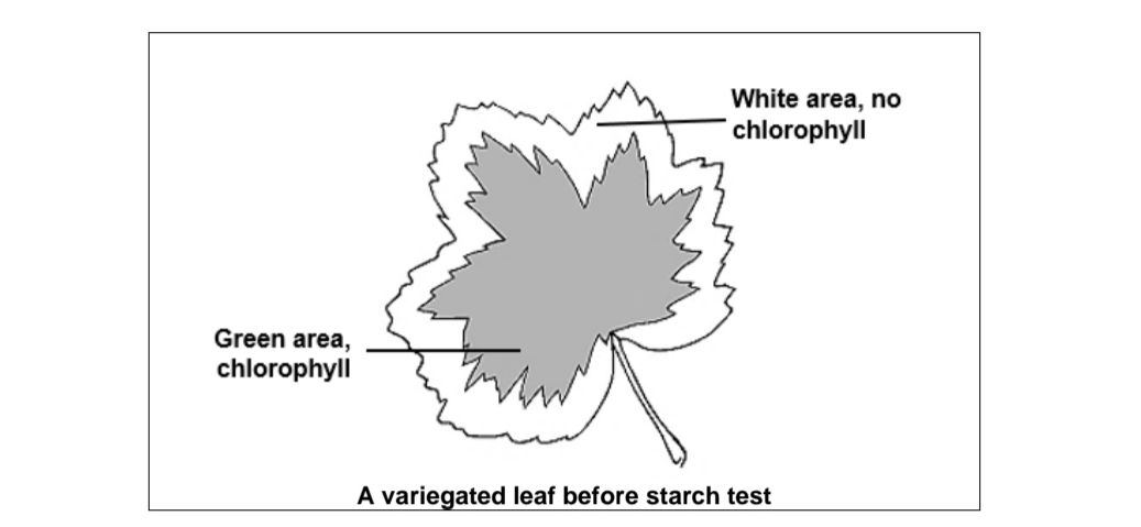 Green area,
chlorophyll
White area, no
chlorophyll
A variegated leaf before starch test