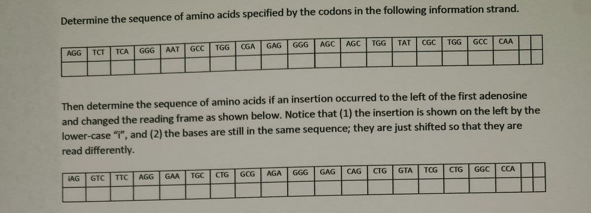 Determine the sequence of amino acids specified by the codons in the following information strand.
AGG
TCT
TCA
GGG
AAT
GCC
TGG
CGA
GAG
GGG
AGC
AGC
TGG
TAT
CGC
TGG
GCC
САА
Then determine the sequence of amino acids if an insertion occurred to the left of the first adenosine
and changed the reading frame as shown below. Notice that (1) the insertion is shown on the left by the
lower-case "i", and (2) the bases are still in the same sequence; they are just shifted so that they are
read differently.
IAG
GTC
TTC
AĞG
GAA
TGC
CTG
GCG
AGA
GGG
GAG
CAG
СTG
GTA
TCG
CTG
GGC
ССА
