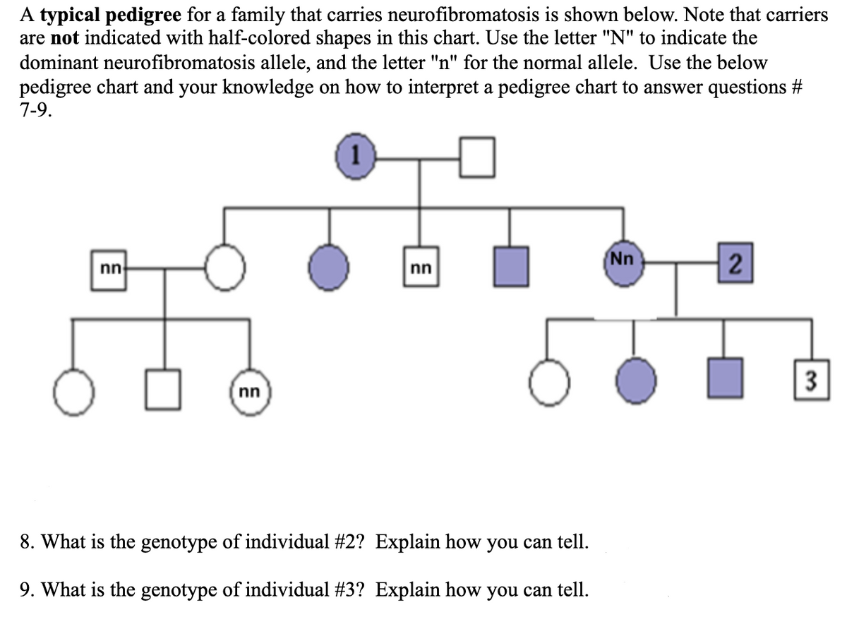 A typical pedigree for a family that carries neurofibromatosis is shown below. Note that carriers
are not indicated with half-colored shapes in this chart. Use the letter "N" to indicate the
dominant neurofibromatosis allele, and the letter "n" for the normal allele. Use the below
pedigree chart and your knowledge on how to interpret a pedigree chart to answer questions #
7-9.
1
Nn
nn
nn
nn
8. What is the genotype of individual #2? Explain how you can tell.
9. What is the genotype of individual #3? Explain how you can tell.
3.
2)
