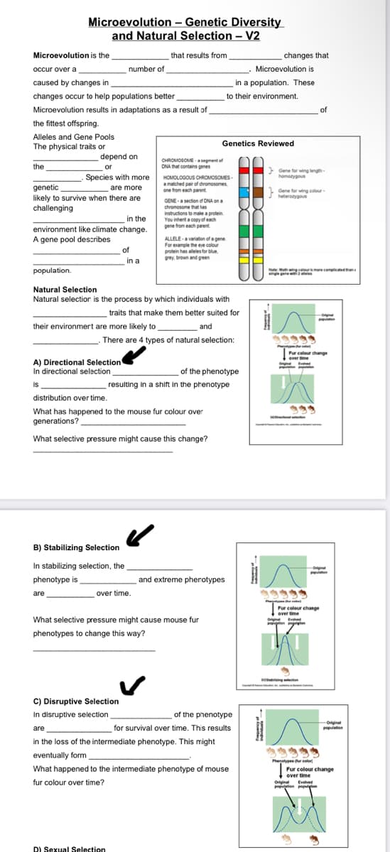 Microevolution - Genetic Diversity
and Natural Selection - V2
Microevolution is the
that results from
occur over a
number of
caused by changes in
changes occur to help populations better
Microevolution results in adaptations as a result of
the fittest offspring.
Alleles and Gene Pools
The physical traits or
depend on
CHROMOSOME-segment of
ONA that contains genes
the
or
Species with more
genetic
HOMOLOGOUS CHROMOSOMES
a matched pair of chromosomes
one from each parent
are more
likely to survive when there are
challenging
GENE-a section of DNA on a
chromosome that has
instructions to make a protein
You inherit a copy of each
gene from each parent
in the
environment like climate change.
A gene pool describes
of
ALLELE a variation of a gene
For example the eye colour
protein has alleles for blue
grey, brown and green
in a
population.
Natural Selection
Natural selection is the process by which individuals with
traits that make them better suited for
their environmert are more likely to
and
. There are 4 types of natural selection:
A) Directional Selection
In directional selection
of the phenotype
Is
resulting in a shift in the phenotype
distribution over time.
What has happened to the mouse fur colour over
generations?
What selective pressure might cause this change?
B) Stabilizing Selection
In stabilizing selection, the
phenotype is
are
over time.
What selective pressure might cause mouse fur
phenotypes to change this way?
C) Disruptive Selection
In disruptive selection
of the phenotype
are
for survival over time. This results
in the loss of the intermediate phenotype. This might
eventually form
What happened to the intermediate phenotype of mouse
fur colour over time?
D) Sexual Selection
changes that
and extreme phenotypes
Microevolution is
in a population. These
to their environment.
Genetics Reviewed
of
Gene for wing length-
homozygous
Gene for wing colour-
heterozygous
Note: Moth wing colours more complicated tha
fr
Fur colour thange
over time
Onge Exte
T
Original
Fur colour change
over time
Ev
-Original
population
✰✰✰✰✰
Phenotypes (ur color
Fur colour change
over time
Original Evolved
opulation population