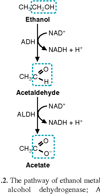 CHCH,OH;
Ethanol
NAD+
ADH
NADH + H*
CH3C.
Acetaldehyde
NAD+
ALDH
NADH + H+
CHC.
Acetate
.2. The pathway of ethanol metal
dehydrogenase; A
alcohol
