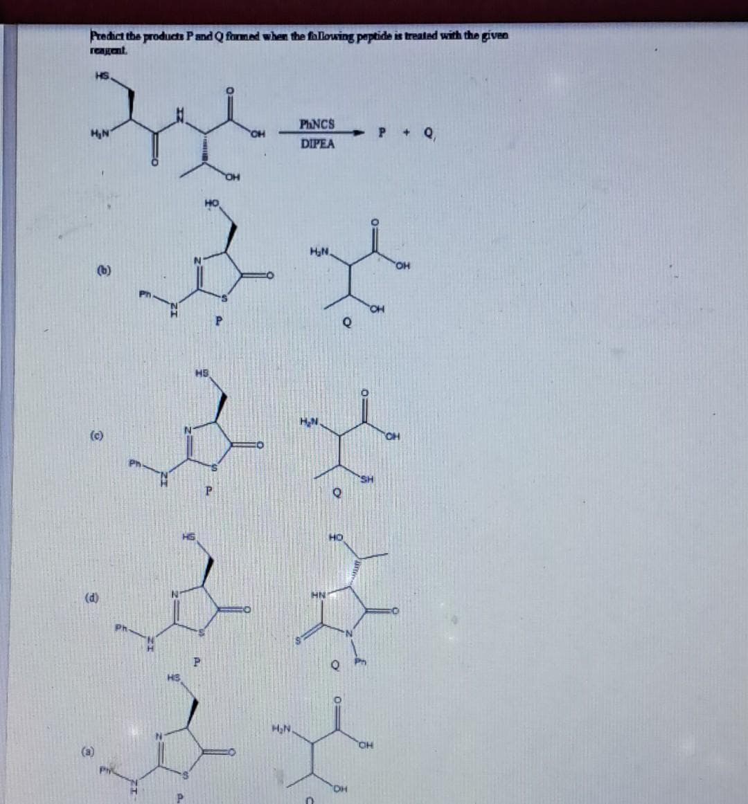 Predict the products P and Q formed when the following peptide is treated with the given
reagient.
HS.
H₂N
(b)
(c)
(d)
HS
P
P
OH
H₂N.
PhNCS
DIPEA
H₂N.
X
DH
P + Q
OH
CH