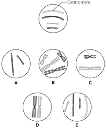 A
B
D
-Centromere
OO
X
E