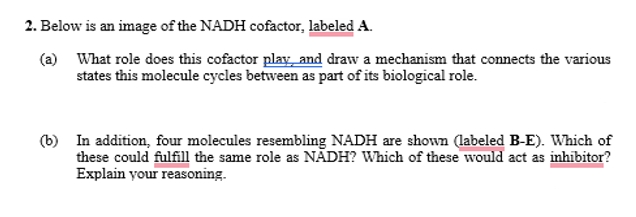 2. Below is an image of the NADH cofactor, labeled A.
(a) What role does this cofactor play, and draw a mechanism that connects the various
states this molecule cycles between as part of its biological role.
(b) In addition, four molecules resembling NADH are shown (labeled B-E). Which of
these could fulfill the same role as NADH? Which of these would act as inhibitor?
Explain your reasoning.