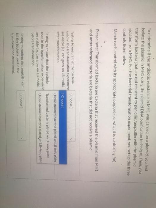 To determine if the antibiotic resistance in MH1 was carried on a plasmid, you first
isolate the plasmid in MH1 using the plasmid DNA purification technique. Then, you
transform bacteria that are not resistant to penicillin/ampicillin with the plasmid
isolated from MH1. For the bacterial transformation experiment, you set up the three
controls listed below.
Match each control with its appropriate purpose (i.e. what it is controlling for)
Please note: Transformed bacteria are bacteria that received the plasmid from MH1
and untransformed bacteria are bacteria that did not receive a plasmid.
Testing to ensure that the bacteria
used in the transformation experiment
are viable (i.e. can grow on LB media) (Choose)
[ Choose )
after transformation.
Untransformed bacteria plated on LB only plate
Testing to ensure that the bacteria
used in the transformation experiment
are viable (ie. can grow on LB media)
before transformation.
Transformed bacteria plated on LB only plate
Untransformed bacteria plated on LB+Amp plate
Testing to confirm that ampicillin can
| Choose
kill the bacteria used in the
transformation experiment.
