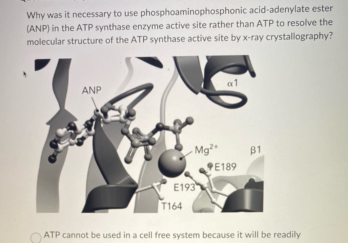 Why was it necessary to use
phosphoaminophosphonic
acid-adenylate ester
(ANP) in the ATP synthase enzyme active site rather than ATP to resolve the
molecular structure of the ATP synthase active site by x-ray crystallography?
ANP
Mg2+
E193
T164
x1
E189
B1
ATP cannot be used in a cell free system because it will be readily