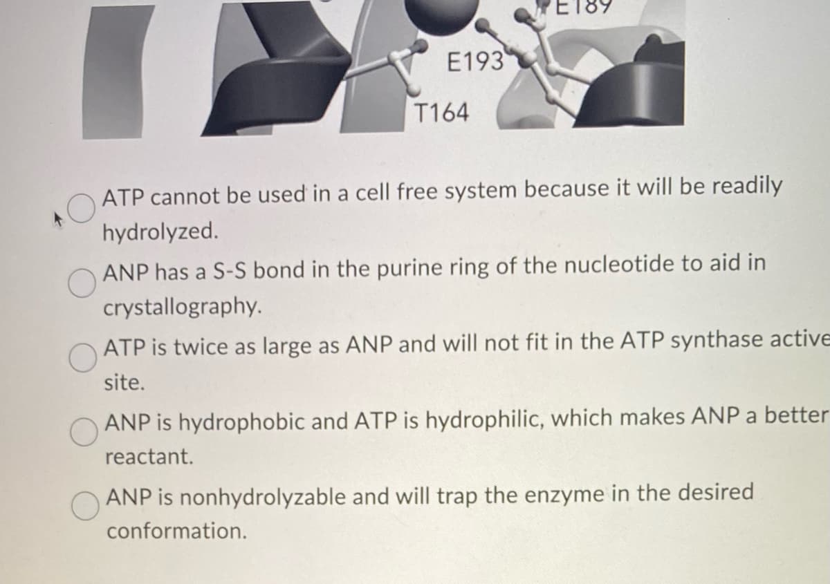 E193
T164
PET89
ATP cannot be used in a cell free system because it will be readily
hydrolyzed.
ANP has a S-S bond in the purine ring of the nucleotide to aid in
crystallography.
ATP is twice as large as ANP and will not fit in the ATP synthase active
site.
O
ANP is hydrophobic and ATP is hydrophilic, which makes ANP a better
reactant.
O
ANP is nonhydrolyzable and will trap the enzyme in the desired
conformation.
