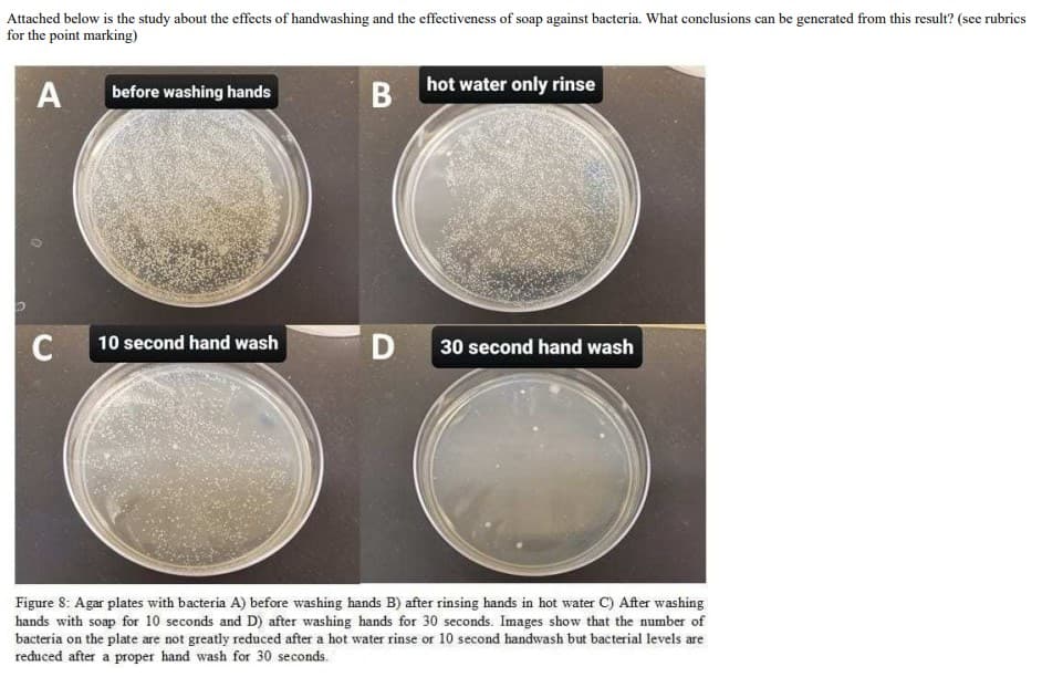 Attached below is the study about the effects of handwashing and the effectiveness of soap against bacteria. What conclusions can be generated from this result? (see rubrics
for the point marking)
A before washing hands
C
10 second hand wash
B
D
hot water only rinse
30 second hand wash
Figure 8: Agar plates with bacteria A) before washing hands B) after rinsing hands in hot water C) After washing
hands with soap for 10 seconds and D) after washing hands for 30 seconds. Images show that the number of
bacteria on the plate are not greatly reduced after a hot water rinse or 10 second handwash but bacterial levels are
reduced after a proper hand wash for 30 seconds.