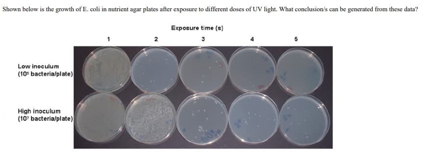Shown below is the growth of E. coli in nutrient agar plates after exposure to different doses of UV light. What conclusion/s can be generated from these data?
Exposure time (s)
3
Low inoculum
(105 bacteria/plate)
High inoculum
(107 bacteria/plate)
1