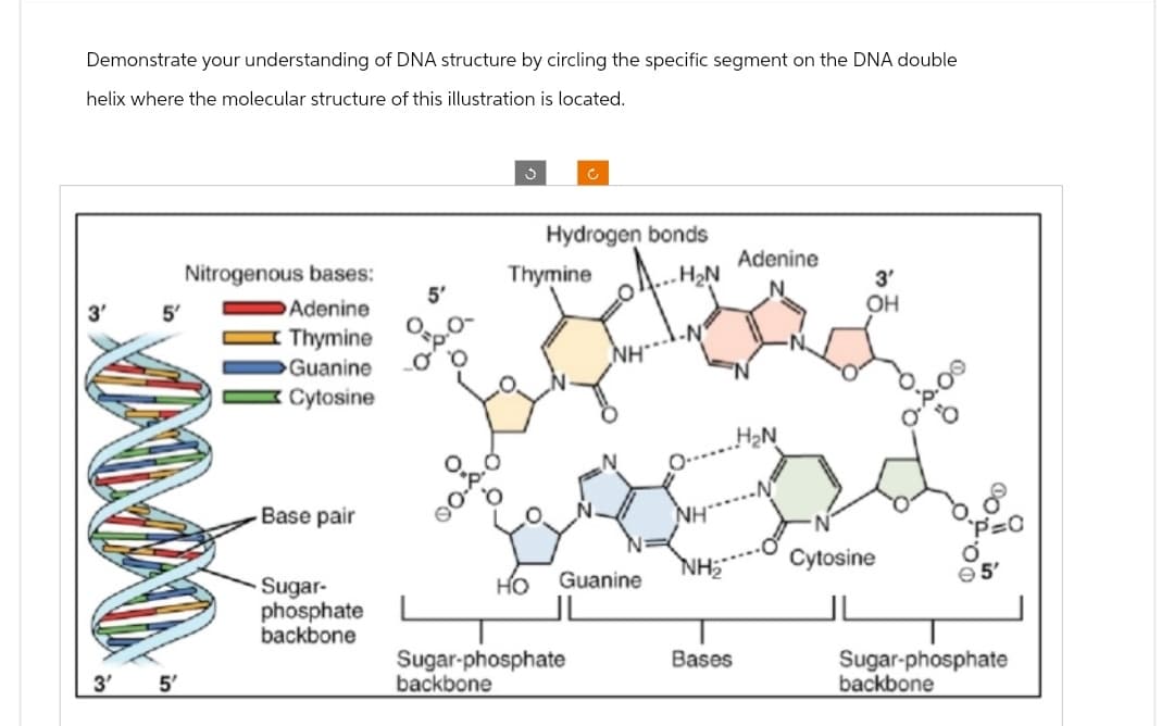 Demonstrate your understanding of DNA structure by circling the specific segment on the DNA double
helix where the molecular structure of this illustration is located.
3'
5'
5'
Nitrogenous bases:
Adenine
Thymine
Guanine
Cytosine
Base pair
Sugar-
phosphate
backbone
5'
C
Hydrogen bonds
H₂N
Thymine
Sugar-phosphate
backbone
NH
HO Guanine
Adenine
H₂N
Bases
3'
OH
Cytosine
Sugar-phosphate
backbone