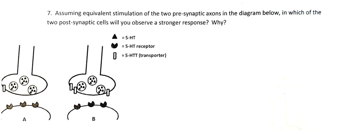 7. Assuming equivalent stimulation of the two pre-synaptic axons in the diagram below, in which of the
two post-synaptic cells will you observe a stronger response? Why?
= 5-HT
= 5-HT receptor
= 5-HTT (transporter)
