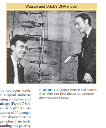Watson and Crick's DNA model
by hydrogen bonds
se a spiral staircase
ating phosphate and
nkages (Figure 7-8b).
ain is organized. As
umbered 1' through
one deoxyribose to
gar-phosphate back-
tanding this polarity
FIGURE 7-7 James Watson and Francis
Crick with their DNA model. [A. Barrington
Brown/Science Source]
