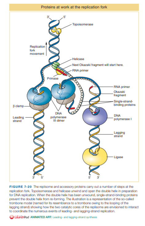 Proteins at work at the replication fork
- Topoisomerase
Replication
fork
movement
Helicase
- Next Okazaki fragment ill start here.
- RNA primer
Primase
- RNA primer
Okazaki
"fragment
- Single-strand-
binding proteins
B clamp-
DNA
DNA
Leading
strand
polymerase
III dimer
polymerase I
Lagging
strand
- Ligase
FIGURE 7-20 The replisome and accessory proteins carry out a number of steps at the
repication fork. Topoisomerase and helicase unwind and open the double helix in preparation
for DNA replication. When the double helix has been unwound, single-strand-binding proteins
prevent the double helix from re-forming. The ilustration is a representation of the so-called
trombone model (named for its resemblance to a trombone owing to the looping of the
lagging strand) showing how the two catalytic cores of the replisome are envisioned to interact
to coordinate the numerous events of leading- and lagging-strand replication.
LaunchPad ANIMATED ART: Loading- and lagging-strand synthesis
