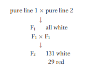 pure line 1 x pure line 2
F, all white
F1 x F1
F2
2
131 white
29 red
