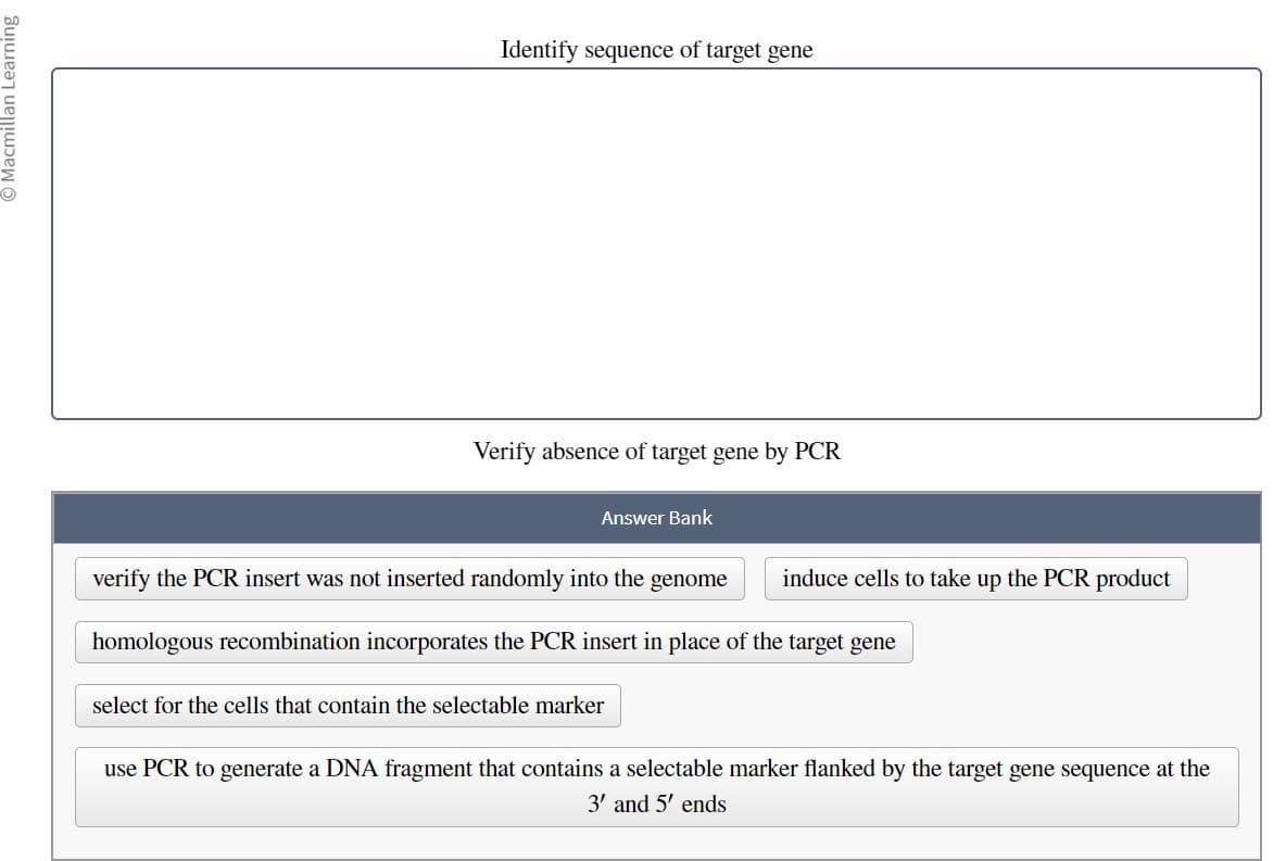 ⒸMacmillan Learning
Identify sequence of target gene
Verify absence of target gene by PCR
Answer Bank
verify the PCR insert was not inserted randomly into the genome
homologous recombination incorporates the PCR insert in place of the target gene
induce cells to take up the PCR product
select for the cells that contain the selectable marker
use PCR to generate a DNA fragment that contains a selectable marker flanked by the target gene sequence at the
3' and 5' ends