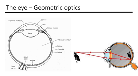 The eye - Geometric optics
Optic
11-
Cornes