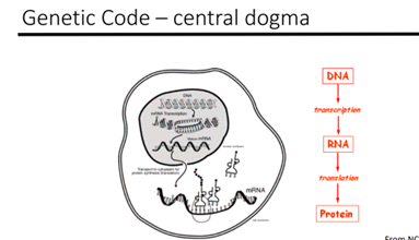 Genetic Code central dogma
J5004040
mil
mRNA
DNA
transcription
RNA
translation
Protein