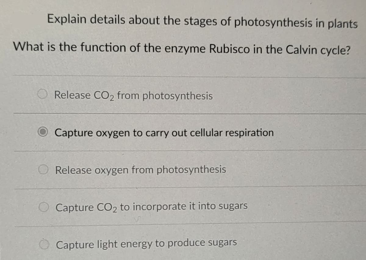 Explain details about the stages of photosynthesis in plants
What is the function of the enzyme Rubisco in the Calvin cycle?
Release CO2 from photosynthesis
Capture oxygen to carry out cellular respiration
Release oxygen from photosynthesis
O Capture CO2 to incorporate it into sugars
Capture light energy to produce sugars